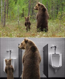 Create meme: animal, bear Todd, picture a mother bear teaches severance to hold a spoon