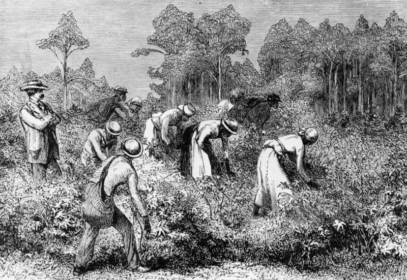 Создать мем: сахарный тростник плантация гравюра, плантация гравюра, рабство в сша 19 век на плантациях хлопка