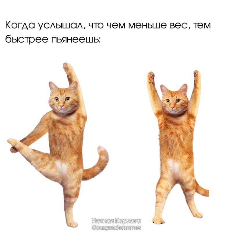 Create meme: The yogi cat, yoga cat, yoga cat