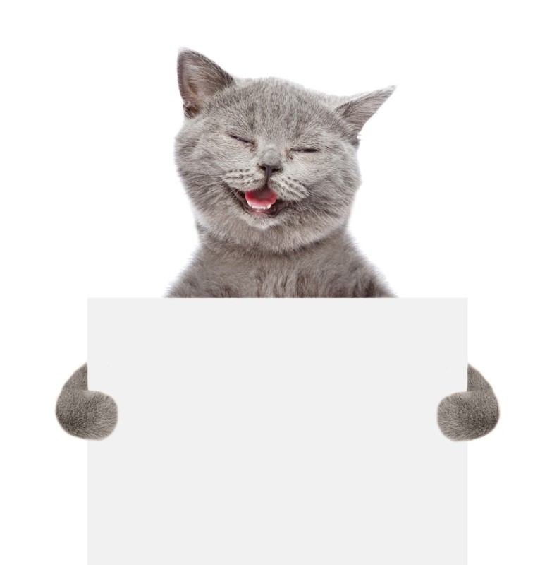 Создать мем: кот, кот держит табличку, держит табличку