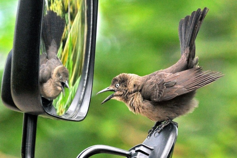 Create meme: the warbler bird, mirror with birds, brown bird