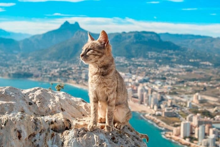 Создать мем: кошка, коты в горах, испанская кошка
