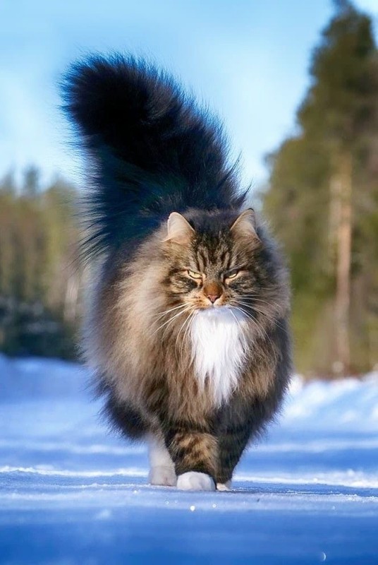 Создать мем: норвежская лесная кошка, мейн кун, сибирский дикий лесной кот
