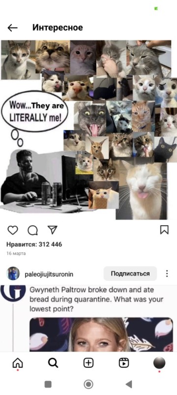 Создать мем: мемы, кошачьи мемы, смешные коты