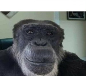Create meme: gorilla