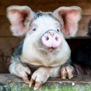 Create meme: cute pig, pig