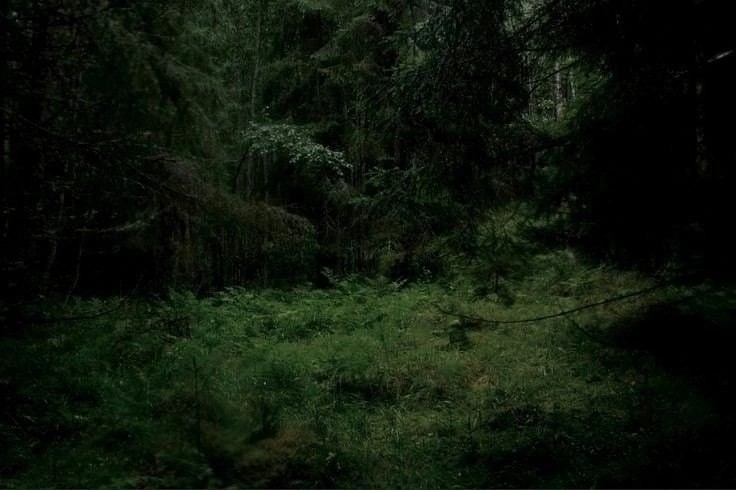 Создать мем: мрачный лес, жуткий лес, темный лес