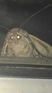 Создать мем: насекомые, moth, Лампа