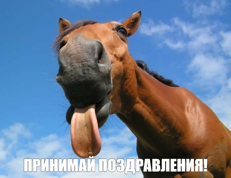 Создать мем: смешная морда лошади, ржущая лошадь, лошадь пржевальского смешно