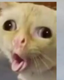 Create meme: cat meme, cat meme BAE, funny cats