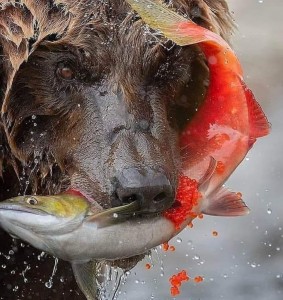 Create meme: bear with fish in his mouth