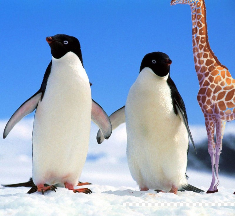 Создать мем: где живут пингвины, птица пингвин, пингвины в арктике