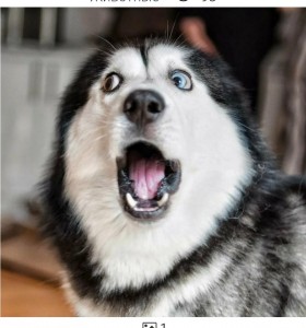 Create meme: Siberian husky, dog husky, husky muzzle