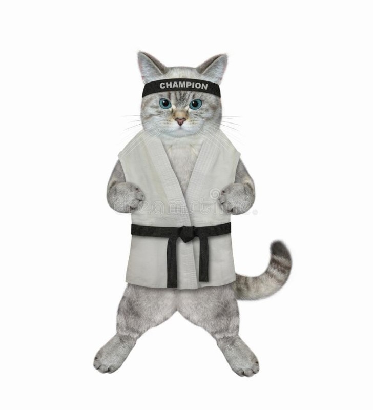 Create meme: cat karate, kitten in costume of doctor, cat 