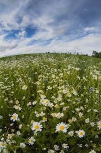 Create meme: Daisy in the field