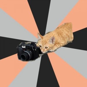 Create meme: cat meme, cat, Photography Student Cat