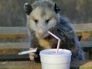 Create meme: opossum animal, evil opossum, possum