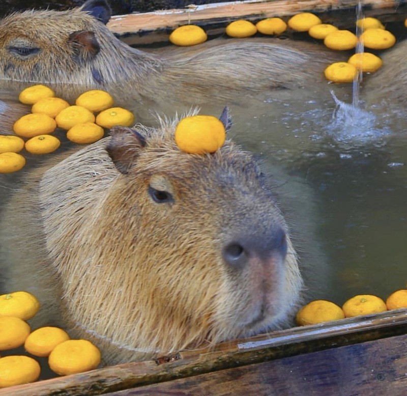 Create meme: the capybara , capybara with orange, capybara with tangerine