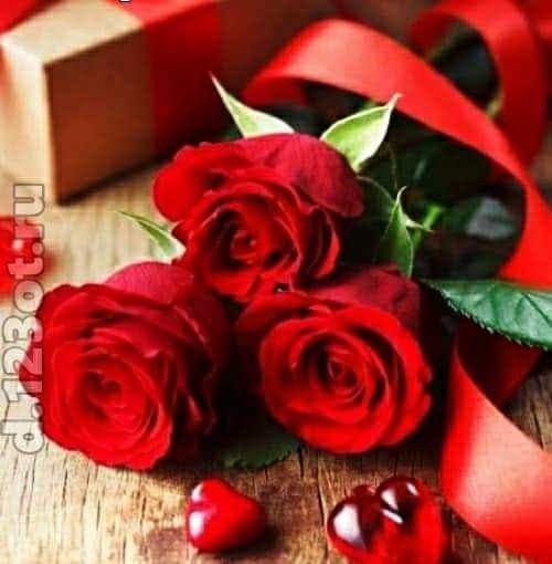 Create meme: red flowers, postcard, roses as a gift