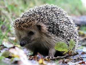 Create meme: hedgehog hedgehogs, forest the hedgehog, Daurian hedgehog