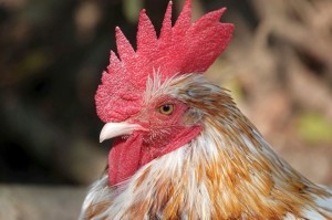 Create meme: the head of the cock, rooster