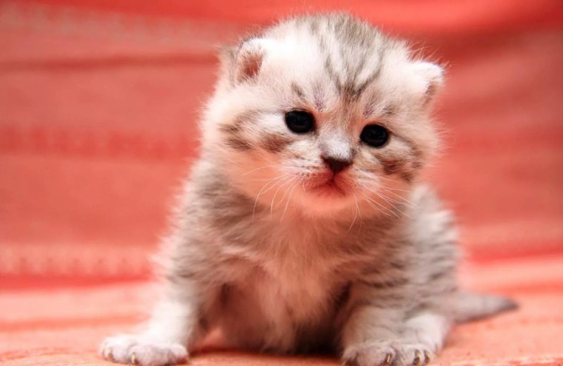 Create meme: Scottish kittens , the cats are very cute, little kittens