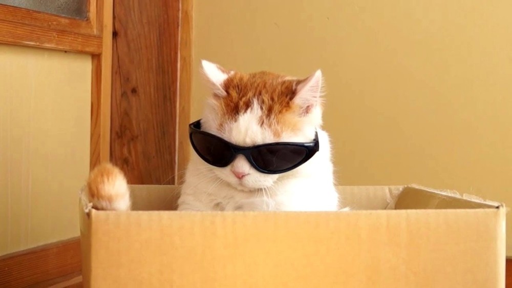 Создать мем: мем кот в очках мульт, котик в очках мем, мем кот в очках