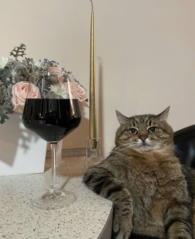 Создать мем: кошка с вином, кот, кот с бокалом