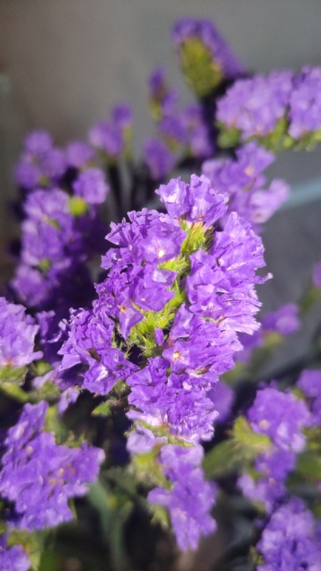Create meme: static flowers, kermek limonium flower, limonium lavender