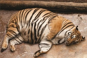 Создать мем: тигр, полосатый тигр, толстый амурский тигр