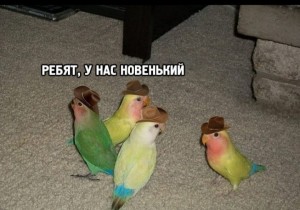 Create meme: memes about parrots, parrot meme, parrots