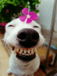 Создать мем: улыбнись доброе утро, собачка улыбается, улыбающаяся собака