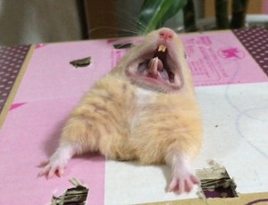 Create meme: hamster, hamster Syrian, screaming hamster