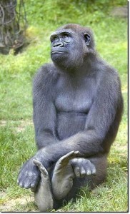 Создать мем: горилла 144p, монки горилла, горилла обезьяна