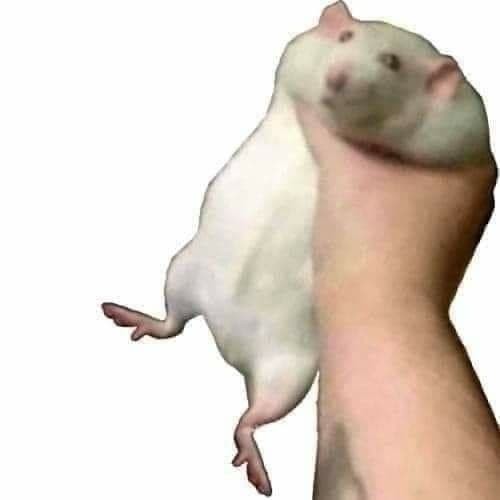 Create meme: the rat is big, male rats, the rat meme