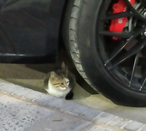 Создать мем: домашняя кошка, котенок под машиной, коты
