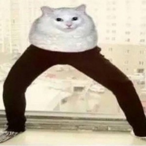 Create meme: cat tumblr, ???, cat