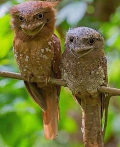 Создать мем: цейлонский лягушкорот птица индия птица, лягушкорот, шриланкийский совиный лягушкорот