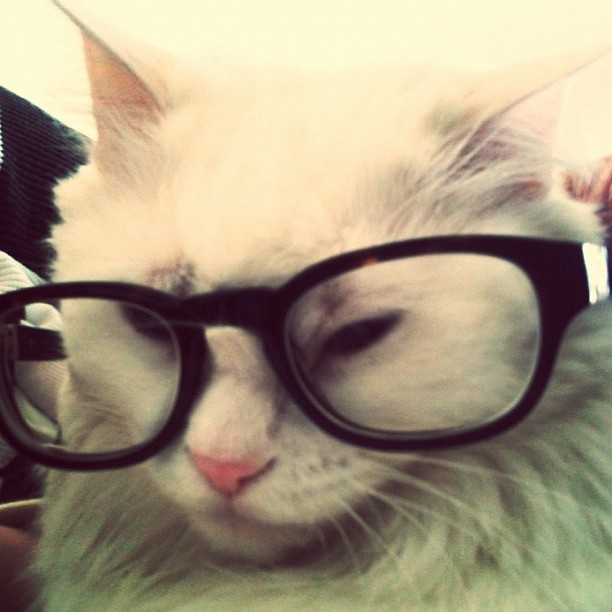Создать мем: ты чего кот очки, cat, кот веселый