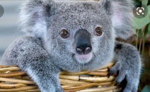 Создать мем: маленькая коала, сонная коала, детеныш коалы