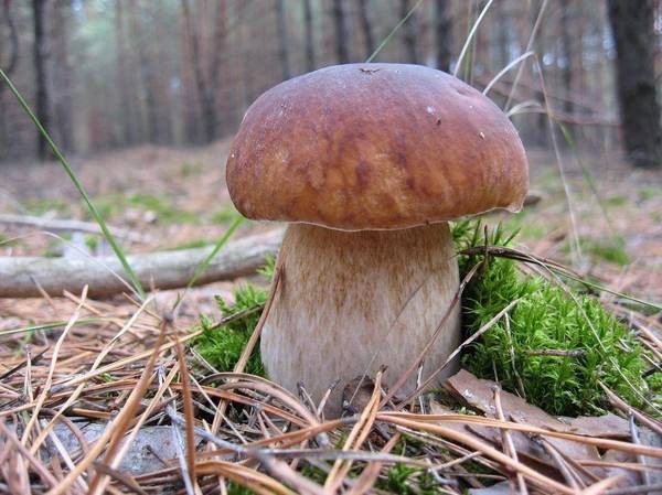 Create meme: boletus mushroom, mushroom , mushrooms white mushroom