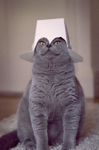 Create meme: funny cats, cat, British Shorthair