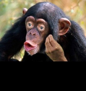 Create meme: chimp meme, chimpanzee, monkey with lips