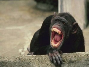 Создать мем: шимпанзе, обыкновенный шимпанзе, самка шимпанзе