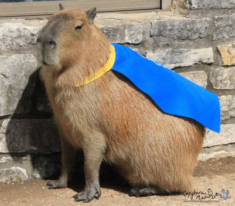 Create meme: the capybara , capybara animal, capybaras at home