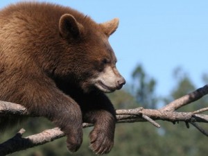 Создать мем: brown bear, бурый медведь, забавные медведи