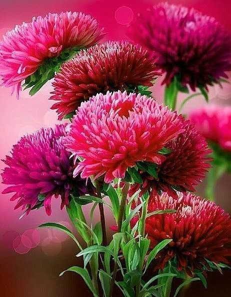 Create meme: aster flower, chrysanthemum flower, beautiful chrysanthemums