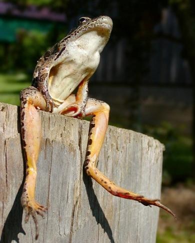 Создать мем: лягушка бык, жаба лягушка, лягушка с длинными ногами