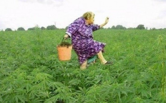 Картинки бабка и марихуана страсти по марихуане