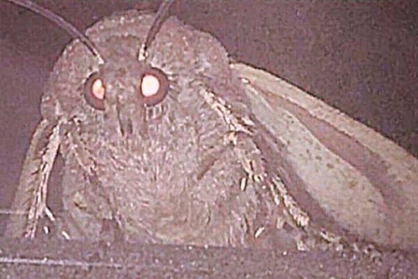 Create meme: scary moth, meme moth, moth meme